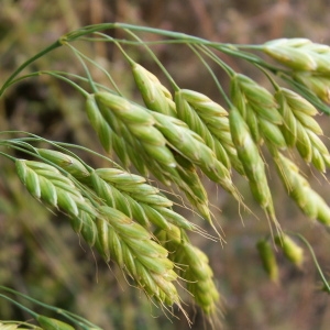 Photographie n°82291 du taxon Bromus secalinus L. [1753]