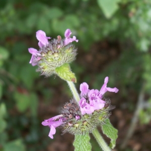 Photographie n°82294 du taxon Clinopodium vulgare L.