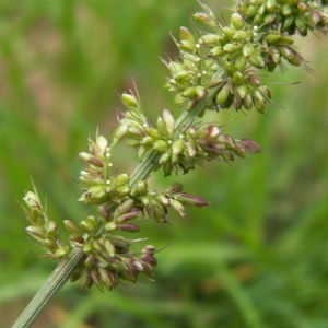 Photographie n°82299 du taxon Setaria verticillata (L.) P.Beauv. [1812]