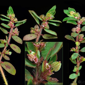  - Euphorbia maculata L. [1753]