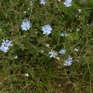 Photographie n°82312 du taxon Cichorium intybus L. [1753]