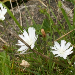 Photographie n°82314 du taxon Cichorium intybus L. [1753]