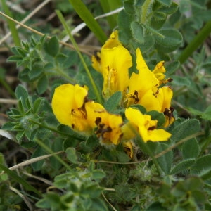 Photographie n°82323 du taxon Chamaecytisus supinus (L.) Link [1831]