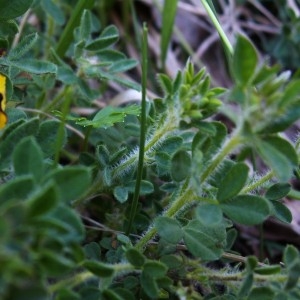 Photographie n°82324 du taxon Chamaecytisus supinus (L.) Link [1831]