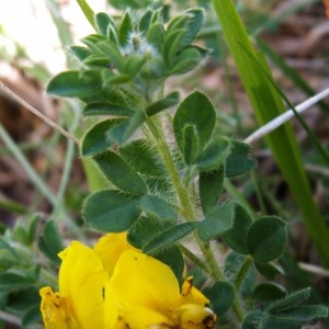 Photographie n°82325 du taxon Chamaecytisus supinus (L.) Link [1831]