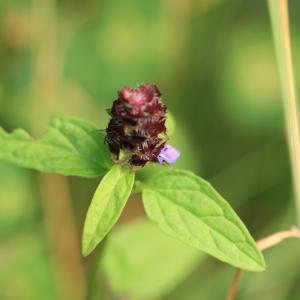 Photographie n°82341 du taxon Prunella vulgaris L. [1753]