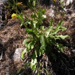 Photographie n°82387 du taxon Crepis pyrenaica (L.) Greuter [1970]