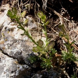  - Iberis saxatilis subsp. saxatilis