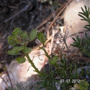  - Iberis saxatilis subsp. saxatilis