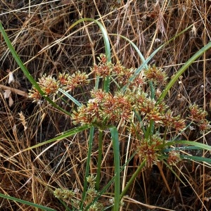 Photographie n°82391 du taxon Cyperus capitatus Vand. [1771]