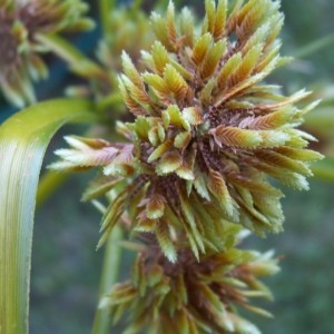 Photographie n°82394 du taxon Cyperus capitatus Vand. [1771]