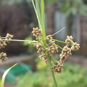 Photographie n°82399 du taxon Scirpus atrovirens Willd. [1809]