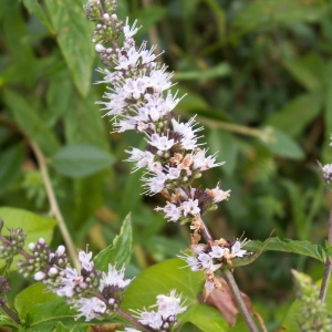 Mentha rosanii Ten. (Menthe en épi)