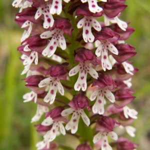 Neotinea ustulata (L.) R.M.Bateman, Pridgeon & M.W.Chase (Orchis brûlé)