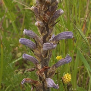  - Orobanche purpurea Jacq. [1762]