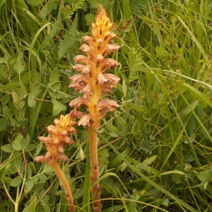 Photographie n°82438 du taxon Orobanche alsatica Kirschl. [1836]