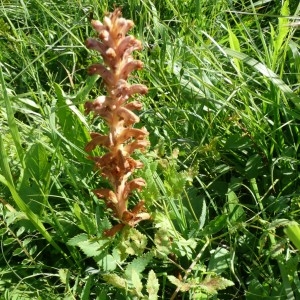 Photographie n°82439 du taxon Orobanche alsatica Kirschl. [1836]