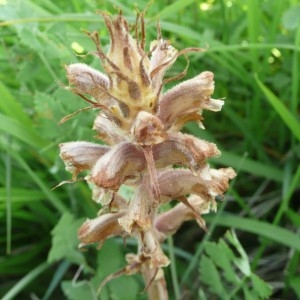 Photographie n°82440 du taxon Orobanche alsatica Kirschl. [1836]