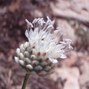 Photographie n°82473 du taxon Cephalaria leucantha (L.) Schrad. ex Roem. & Schult. [1818]