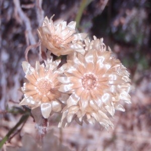 Photographie n°82476 du taxon Helichrysum stoechas (L.) Moench [1794]