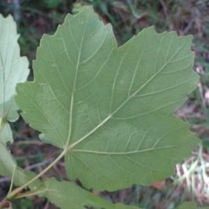 Photographie n°82487 du taxon Acer opalus Mill. [1768]