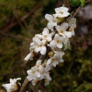 Photographie n°82502 du taxon Daphne mezereum var. alba Aiton