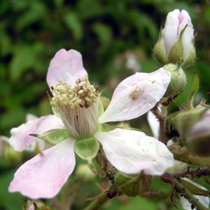 Rubus bipartitus Boulay & Bouvet ex Genev.