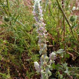 Photographie n°82712 du taxon Stachys germanica L. [1753]