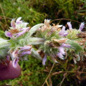 Stachys fuchsii Bubani (Épiaire blanche)