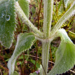 Photographie n°82715 du taxon Stachys germanica L. [1753]