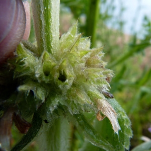 Photographie n°82716 du taxon Stachys germanica L. [1753]