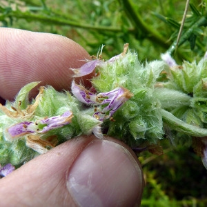 Photographie n°82717 du taxon Stachys germanica L. [1753]