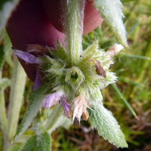 Photographie n°82720 du taxon Stachys germanica L. [1753]