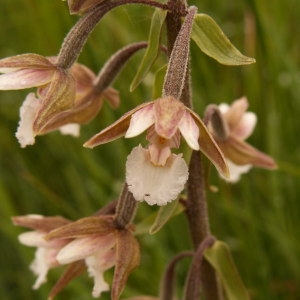 Calliphyllon palustre (L.) Bubani (Épipactis à longues feuilles)