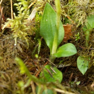 Photographie n°82733 du taxon Goodyera repens (L.) R.Br.