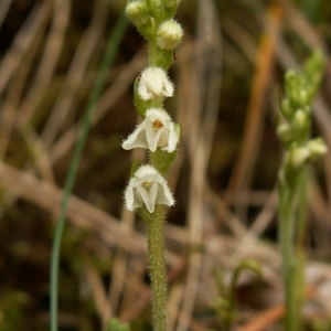 Photographie n°82734 du taxon Goodyera repens (L.) R.Br.