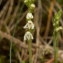  Jean Claude Estatico - Goodyera repens (L.) R.Br.