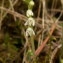  Jean Claude Estatico - Goodyera repens (L.) R.Br.