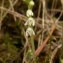  Jean Claude Estatico - Goodyera repens (L.) R.Br.