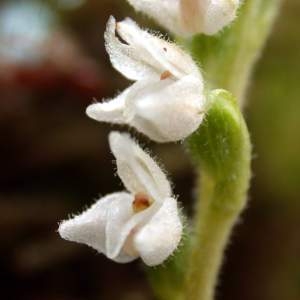 Neottia repens (L.) Sw. (Goodyéra rampante)