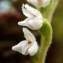  Jean Claude Estatico - Goodyera repens (L.) R.Br.