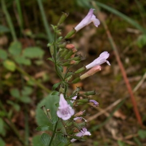 Photographie n°82737 du taxon Calamintha nepeta (L.) Savi [1798]