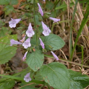 Photographie n°82739 du taxon Calamintha nepeta (L.) Savi [1798]