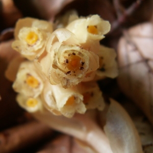 Photographie n°82750 du taxon Monotropa hypopitys subsp. hypophegea (Wallr.) Holmboe [1922]