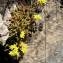  Alain Bigou - Sedum acre L.