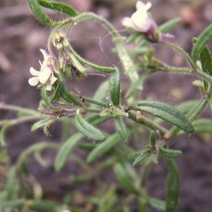 Photographie n°82779 du taxon Chaenorhinum minus (L.) Lange [1870]