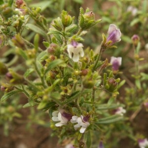 Photographie n°82780 du taxon Chaenorhinum minus (L.) Lange [1870]