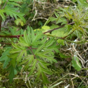 Photographie n°82783 du taxon Rubus laciniatus (Weston) Willd. [1806]