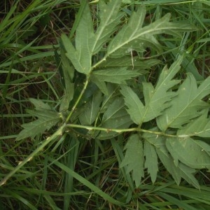 Photographie n°82786 du taxon Rubus laciniatus (Weston) Willd. [1806]