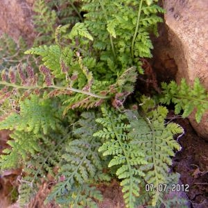 Photographie n°82791 du taxon Asplenium obovatum subsp. billotii (F.W.Schultz) Kerguélen [1998]